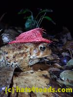 /home//u458753944/public_html/sourcegallery//////////////////////////////////////////////////McKaig Nature Center/2020-09-27/P9270722.JPG